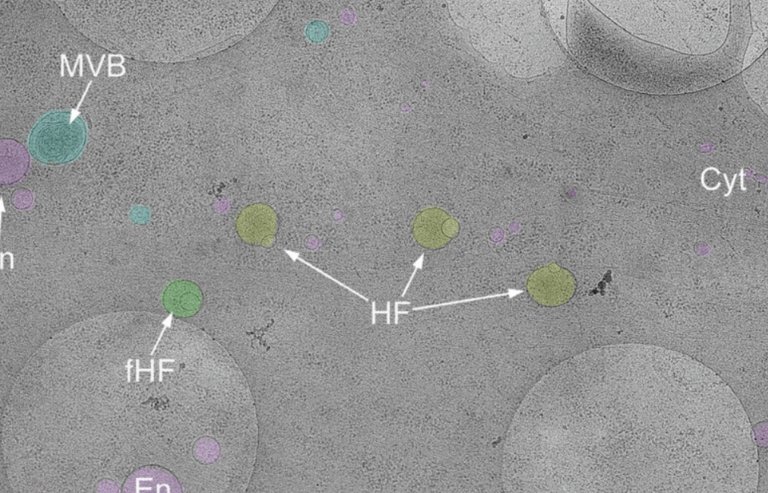 Gözden Kaçan Mucize: Hücrede Minik, Gizemli Bir Kardan Adam