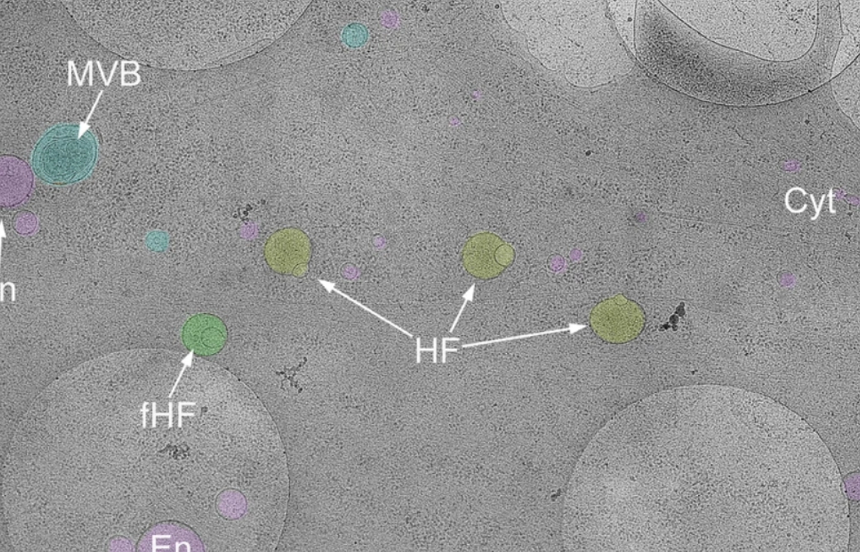 Gözden Kaçan Mucize: Hücrede Minik, Gizemli Bir Kardan Adam