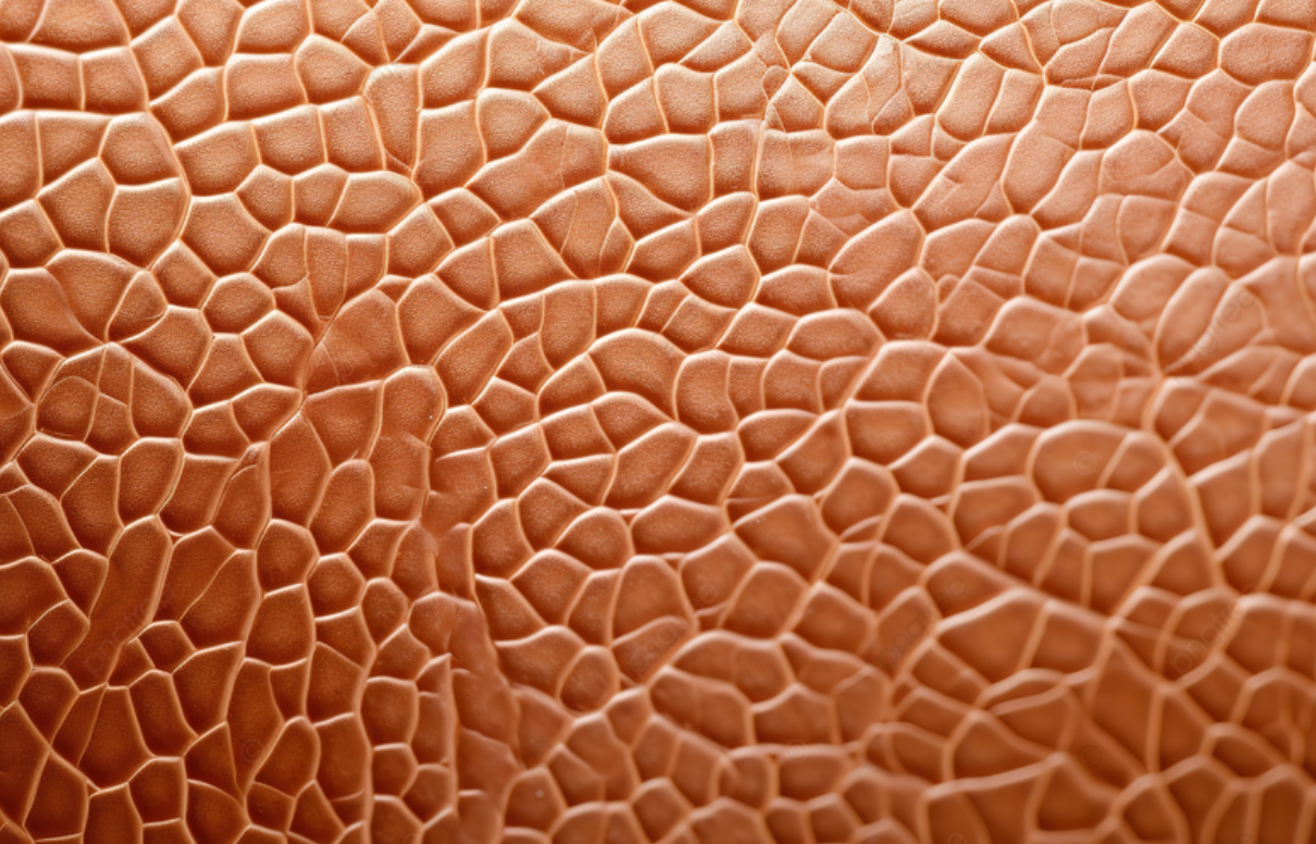 Laboratuvarda Dolaşım Sistemine Sahip Deri Üretildi