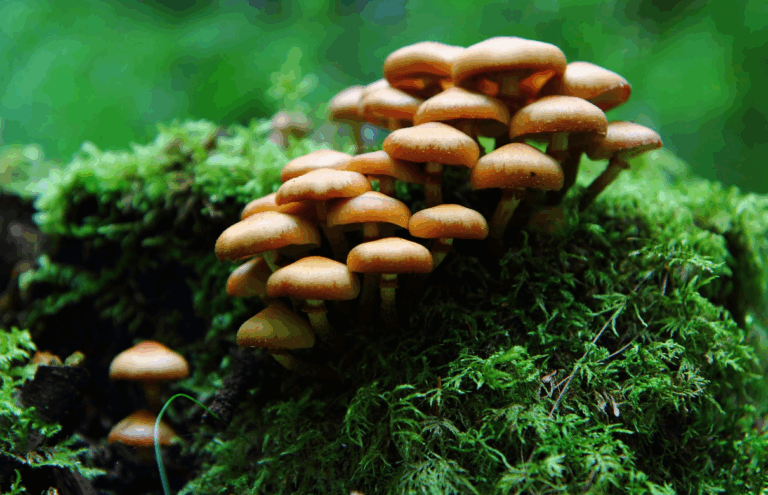 Doğadan İlhamla: Mantarlar Elektronik Bellek Üretiyor