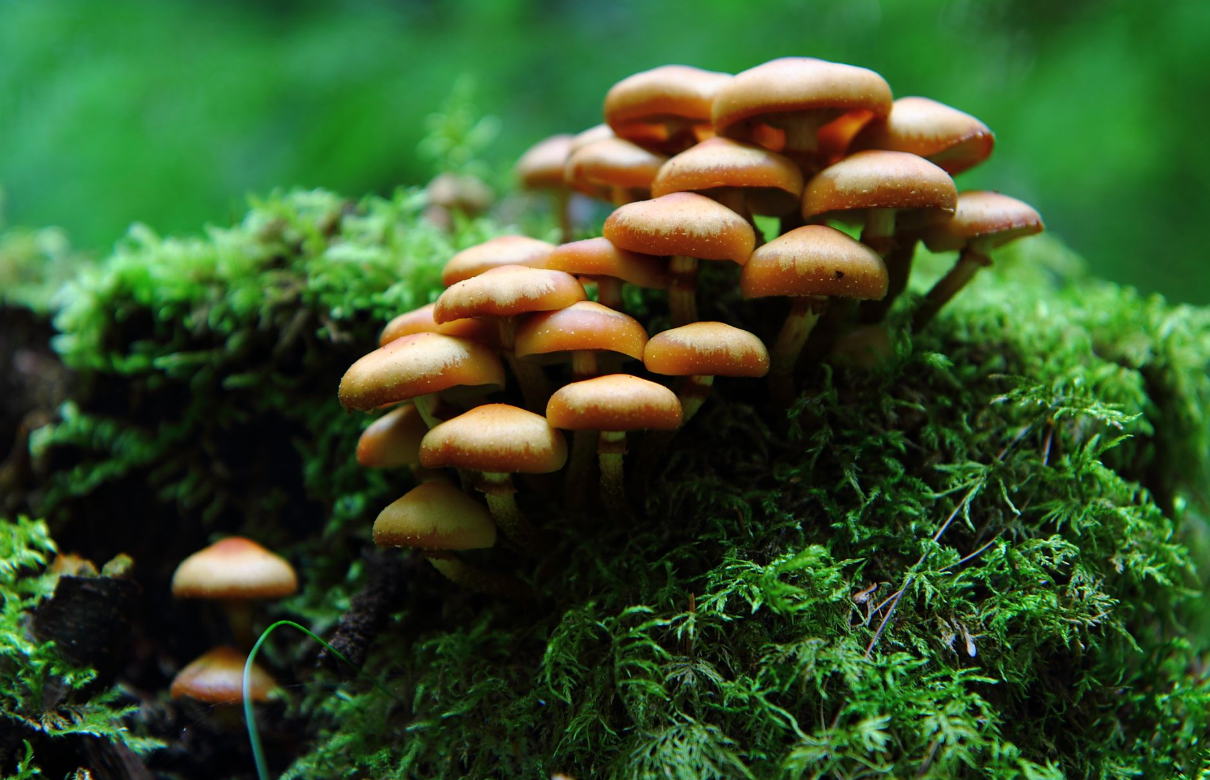 Doğadan İlhamla: Mantarlar Elektronik Bellek Üretiyor