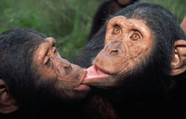 Öpüşmenin Evrimsel Kökeni: 21 Milyon Yıllık Bir Davranış
