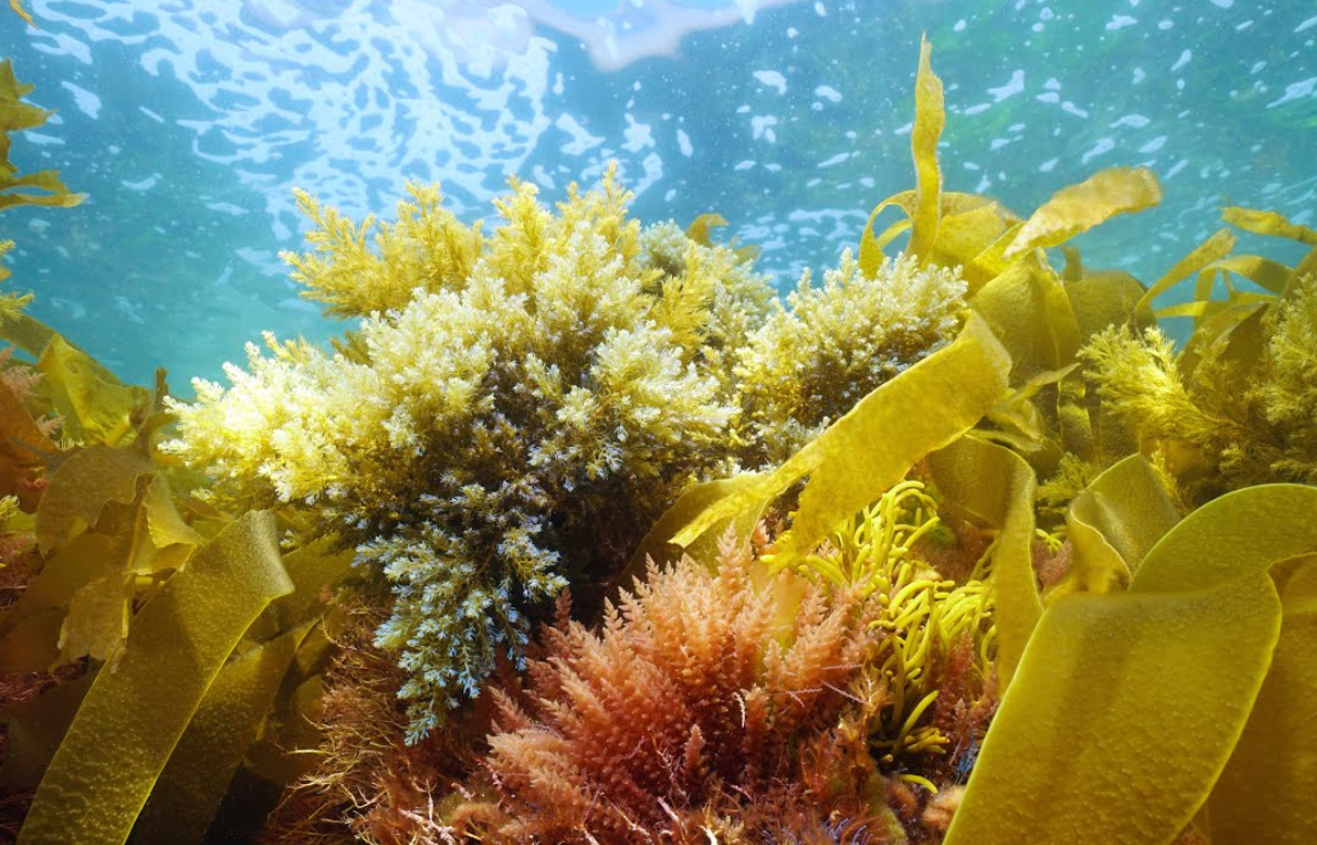 Yaşamın Kökeni Yeniden Yazılıyor: 3,3 Milyar Yıllık Kayalarda Fotosentez İzleri Bulundu