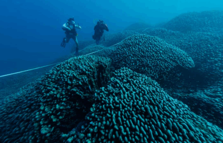 Derin Denizlerde Madencilik: Keşif ve Tehdit Arasında