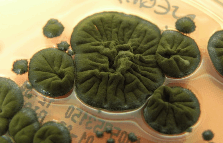 Çernobil’in Kara Mucizesi: Radyasyonu “Yiyen” Mantar