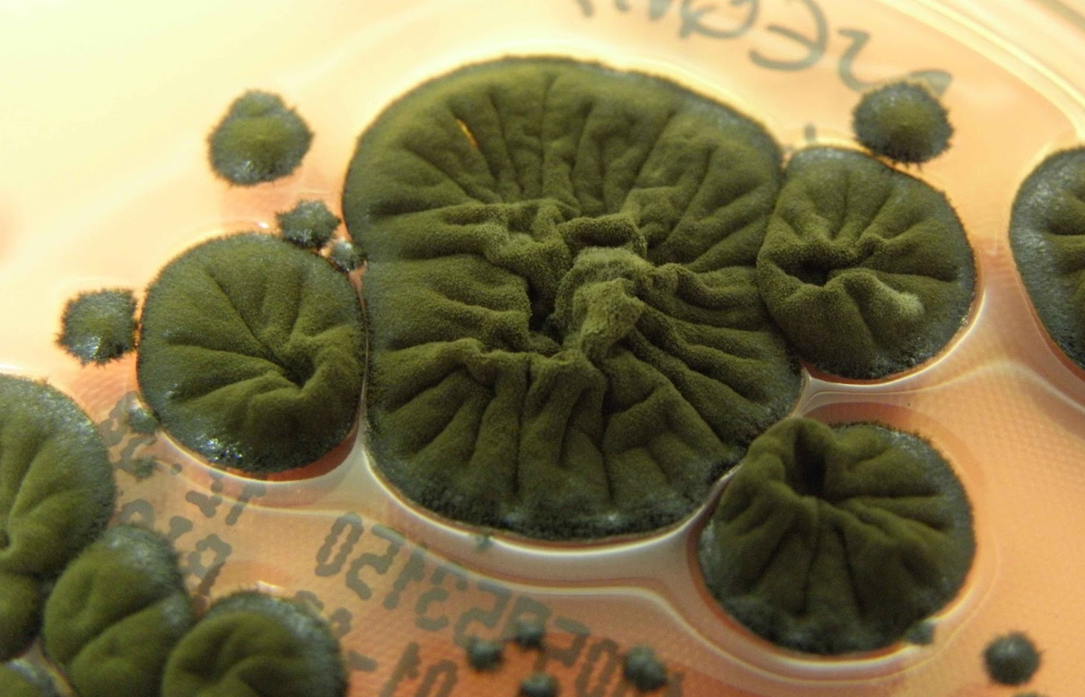 Çernobil’in Kara Mucizesi: Radyasyonu “Yiyen” Mantar