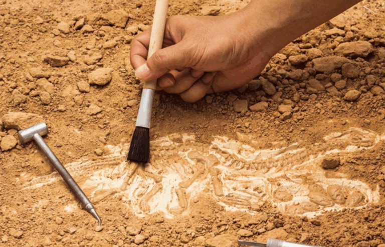 500 Bin Yıllık Fildişi Alet: İnsanlık Tarihine Işık Tutan Keşif