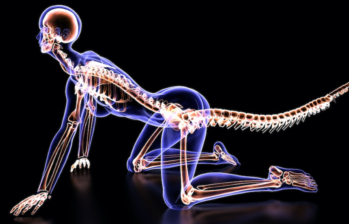 İnsanlar Kuyruklarını Neden Kaybettiler?