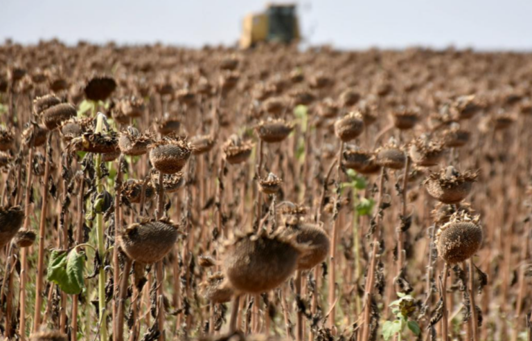 Kuraklığa Dayanıklı Genetiği Düzenlenmiş Bitkiler Ne Vadediyor?