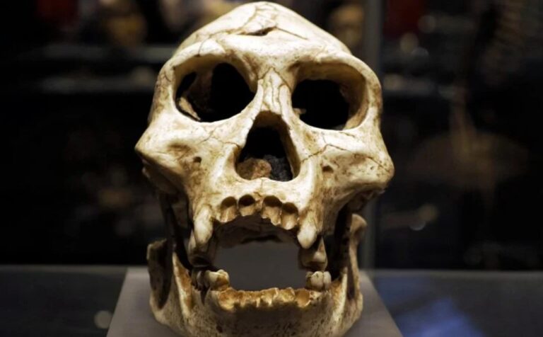 Polonya’da 100.000 Yıllık Neandertal Fosilleri: Evrim Tarihine Yeni Bir Pencere