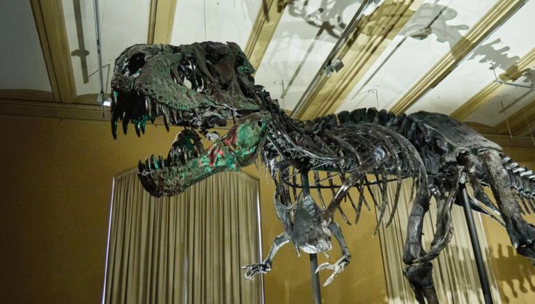T. Rex Fosillerinde Kan Damarları: Dinozor Bilimini Yeniden Yazıyor
