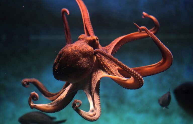 Stanford’dan Ahtapot İlhamlı Polimer: Renk ve Doku Değiştiriyor