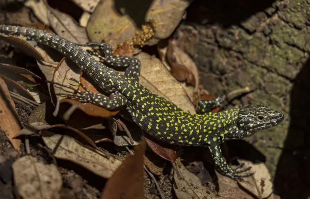 Akdeniz’de Evrimsel Şok: “Hulk” Kertenkeleleri Ekosistemi Sarsıyor