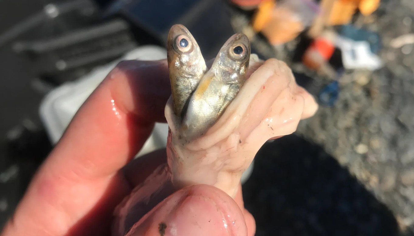 Isınan Sular Alaska’da İstilacı Turna Balığını Güçlendiriyor