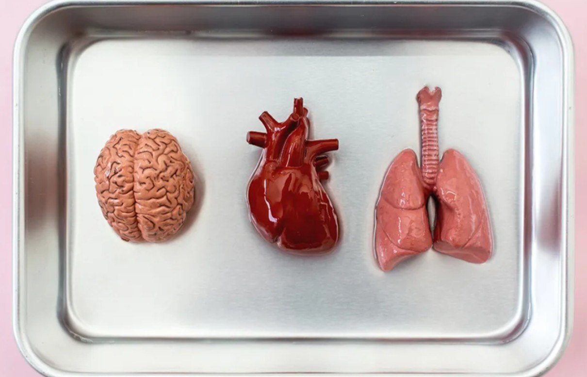 Organ Nakli: Domuz Organları İnsanlara Umut Olabilir