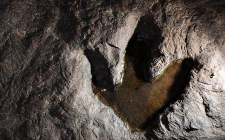 Güney Afrika’da 132 Milyon Yıllık Dinozor İzleri