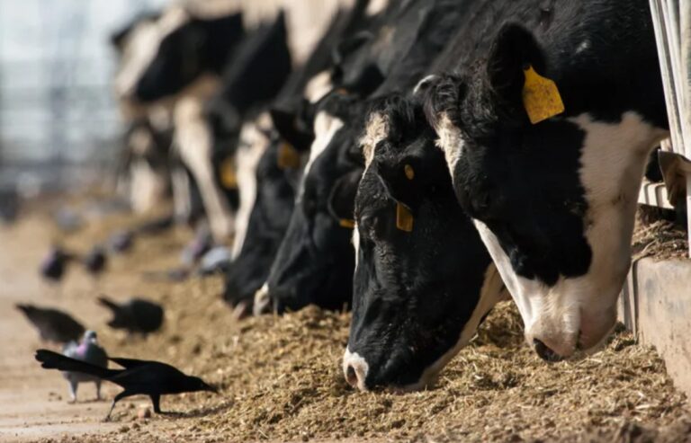 H5N1 Kuş Gribi Mutasyonları İnekleri Tehdit Ediyor