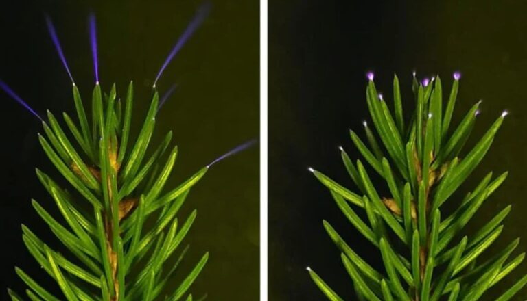 Atmosfer Fiziğinde Yeni Keşif: Ağaçlar Mikro Yıldırım Üretiyor