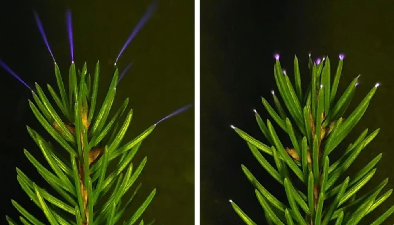 Atmosfer Fiziğinde Yeni Keşif: Ağaçlar Mikro Yıldırım Üretiyor