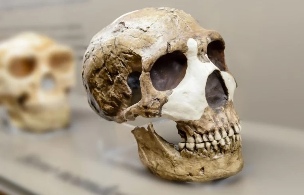 Neandertallerin Gizemli Yok Oluşu: İnsanların Gizli Avantajı
