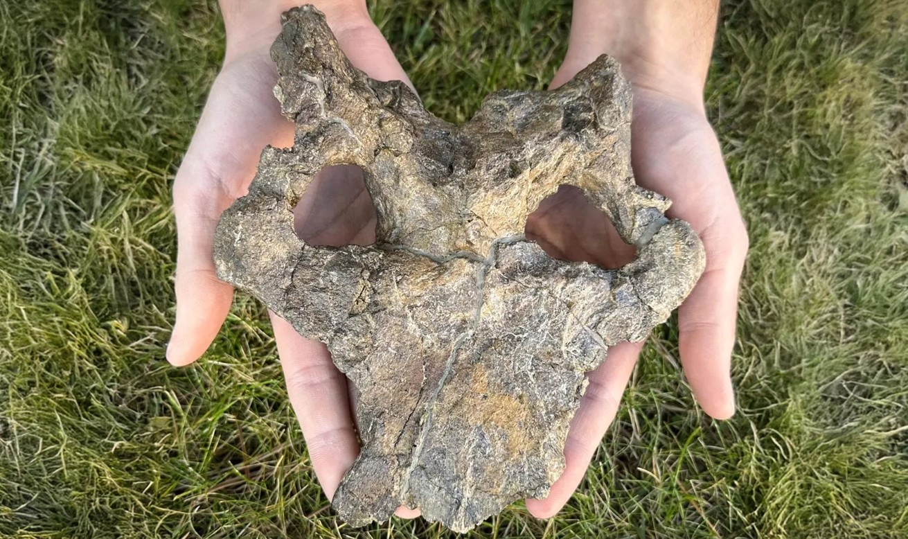 150 Milyon Yıllık Stegosaur Kafatası Dinozor Evrimini Yeniden Yazıyor