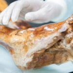 Ötzi’nin Kalıntılarında Canlı Maya Keşfi
