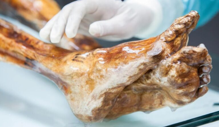 Ötzi’nin Kalıntılarında Canlı Maya Keşfi