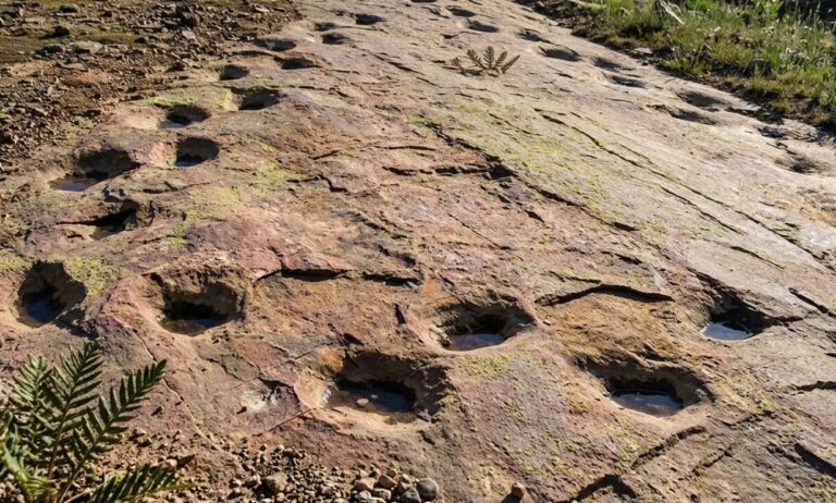 150 Milyon Yıllık Dinozor Ayak İzleri: Topallayan Bir Devin Sessiz Hikâyesi