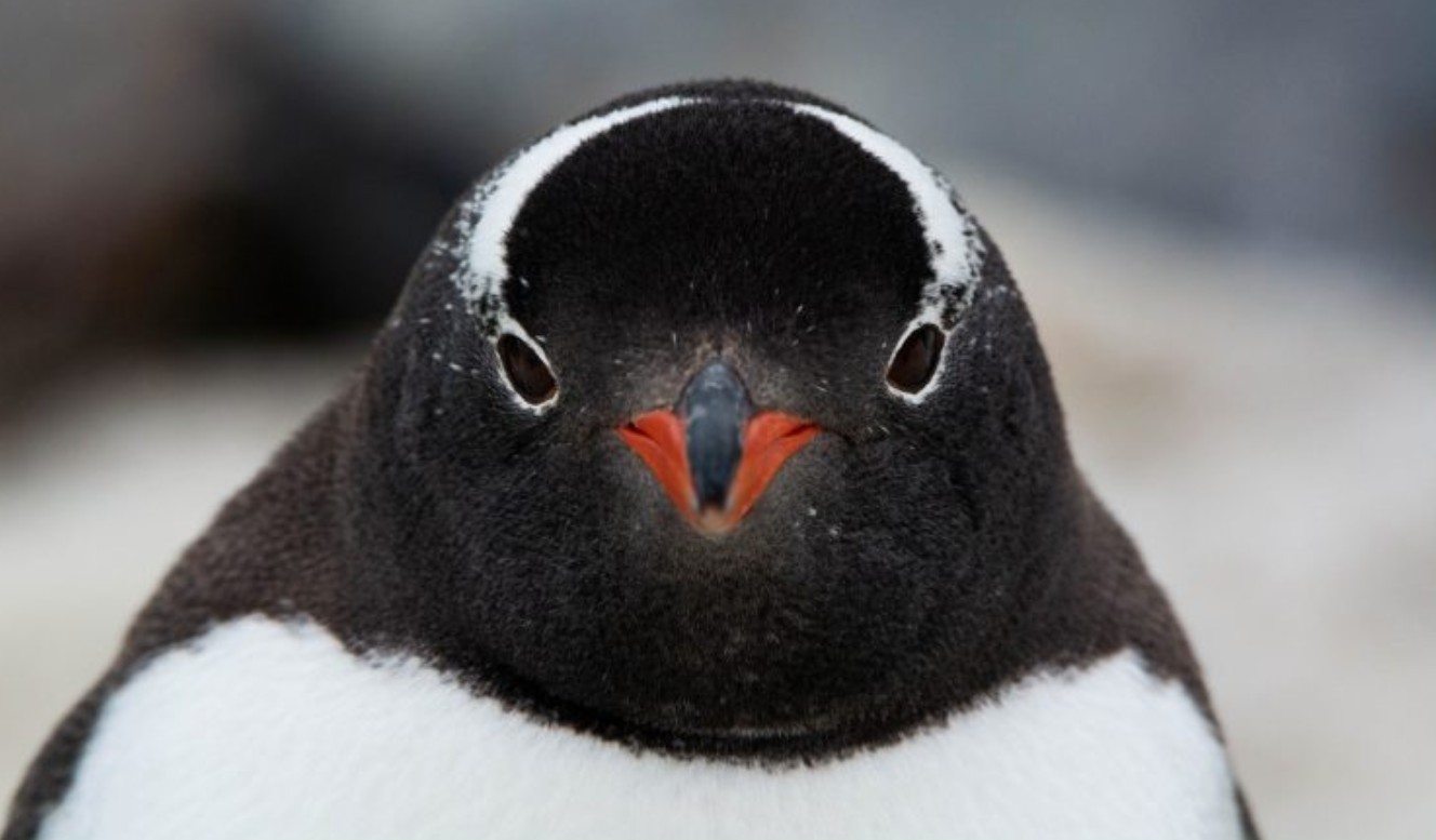 Dünyanın En Uzak Adasında Yeni Bir Penguen Türü